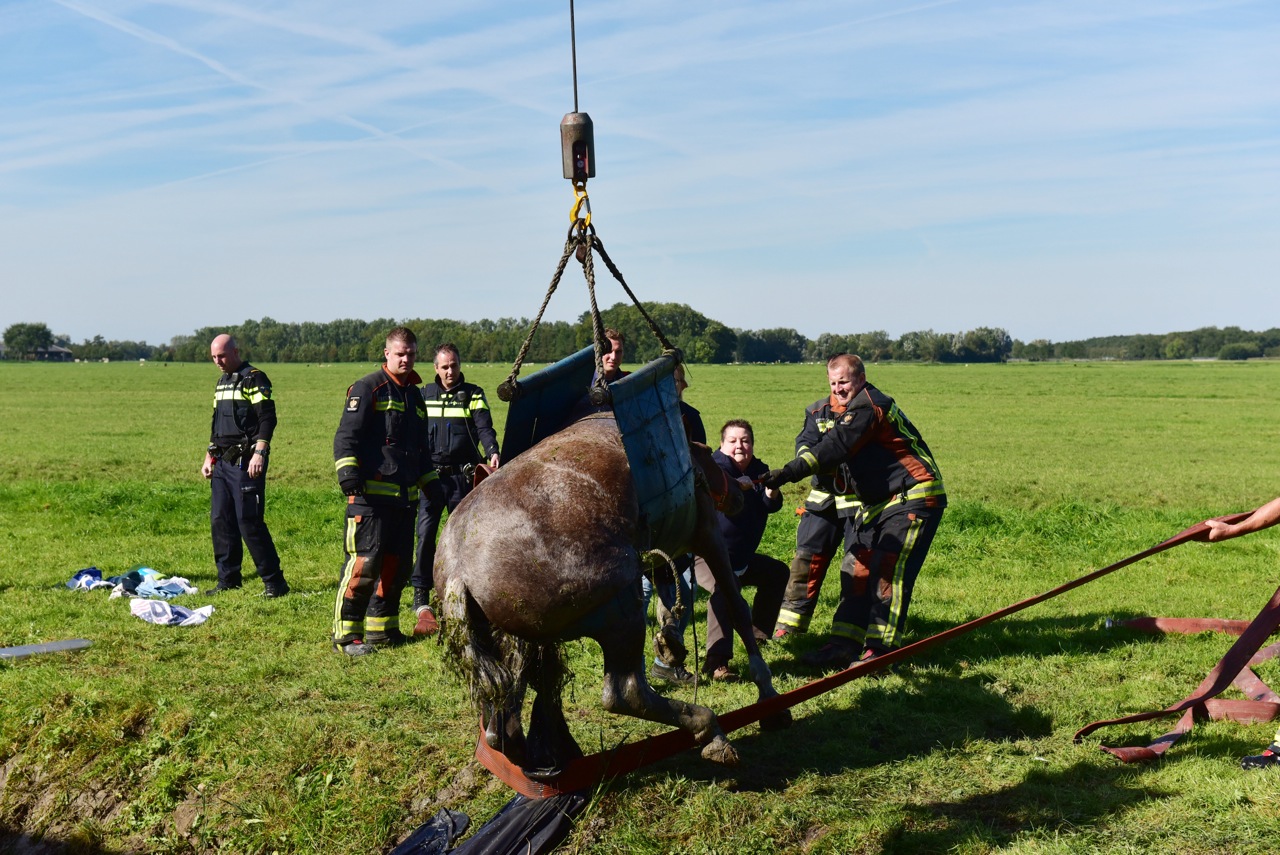 Brandweer Takelt Paard Uit De Sloot Bij Stevenshof Sleutelstad