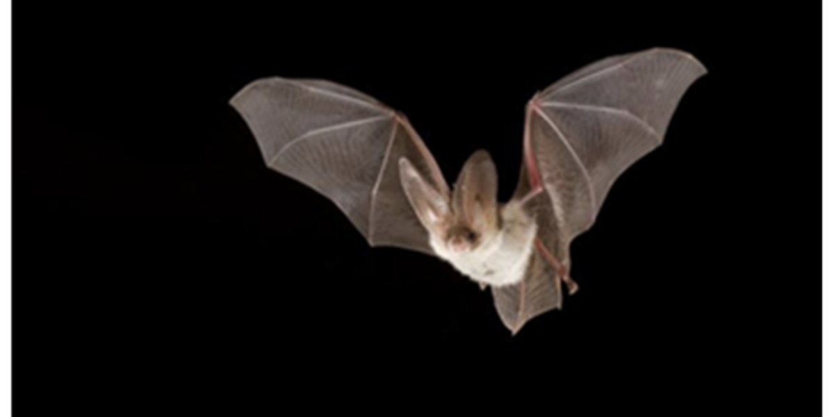 Vleermuisspeurders op pad in Zoeterwoude