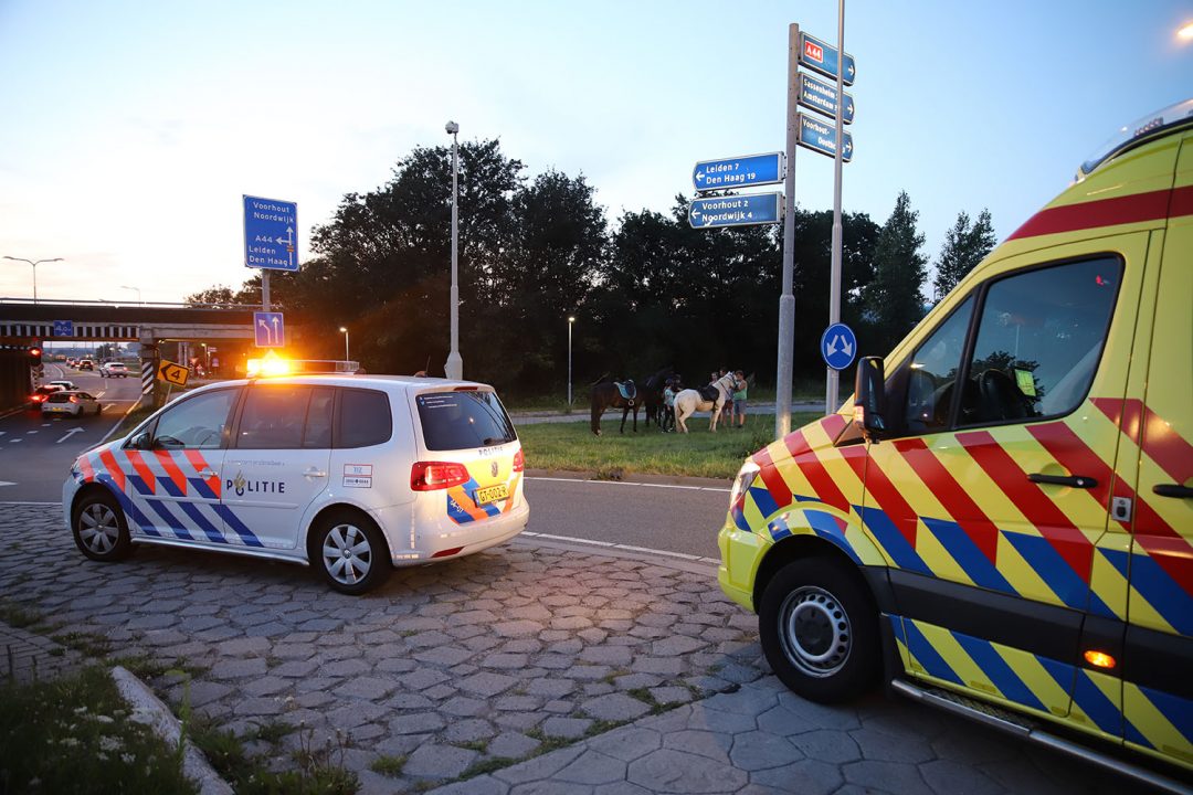 Op hol geslagen paard botst met auto op Haarlemmerstraatweg Oegstgeest