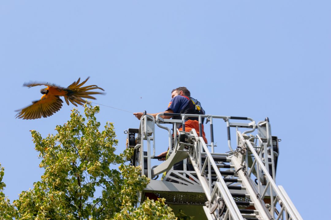 Brandweer haalt Ara uit boom in Slaaghwijk
