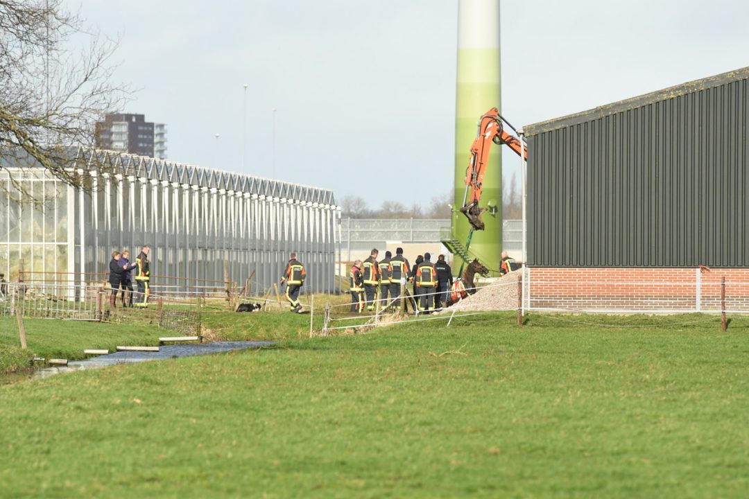 Brandweer Takelt Paard Uit Zoeterwoudse Sloot | Sleutelstad