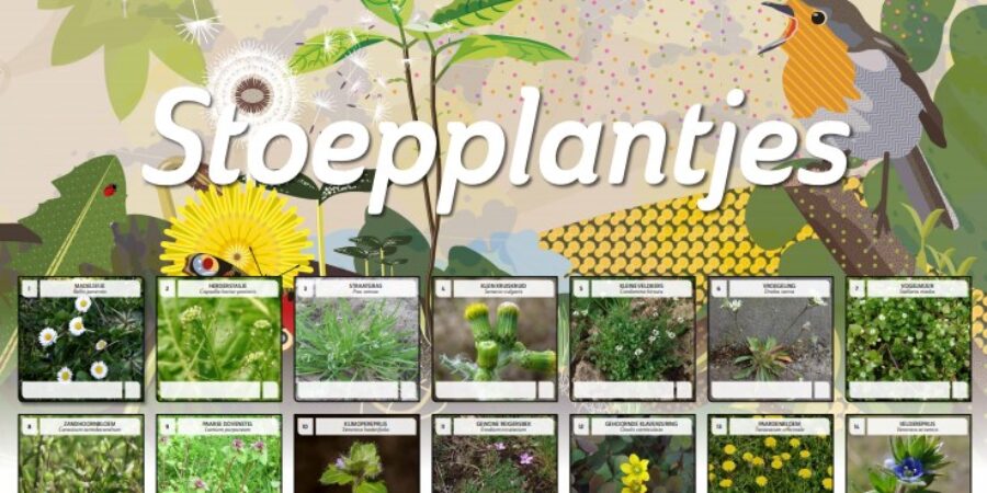 Stoepplantjes nu makkelijk te herkennen dankzij