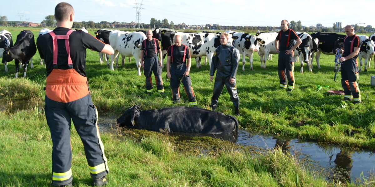 Brandweer redt stier uit sloot bij Leiderdorp .