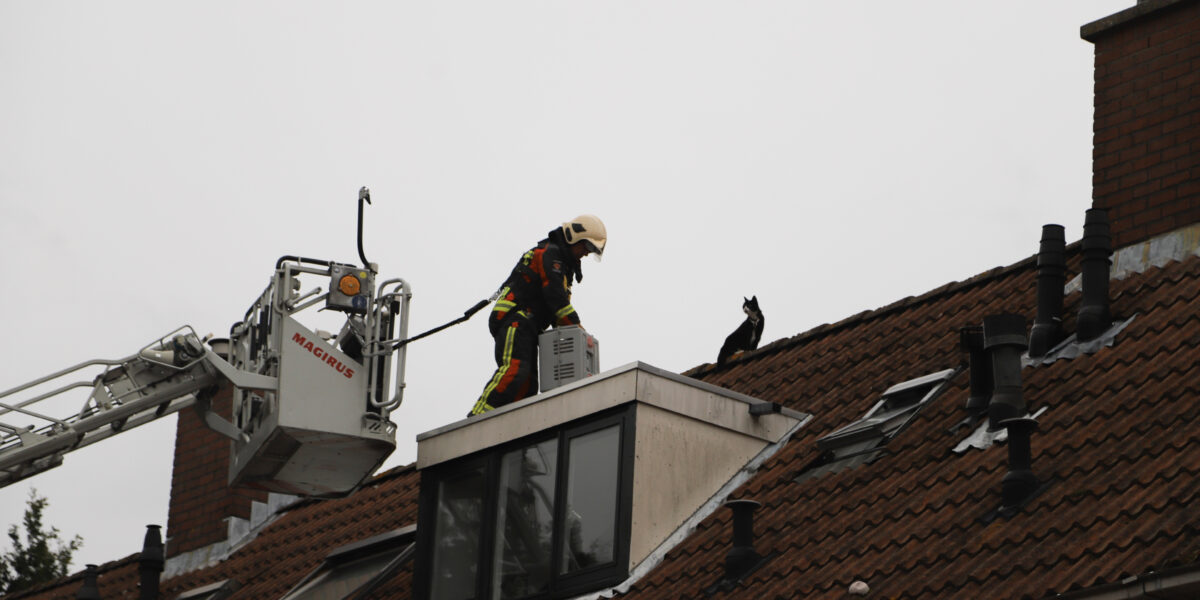 Brandweer redt kat na acht uur van dak Pothuiserf .
