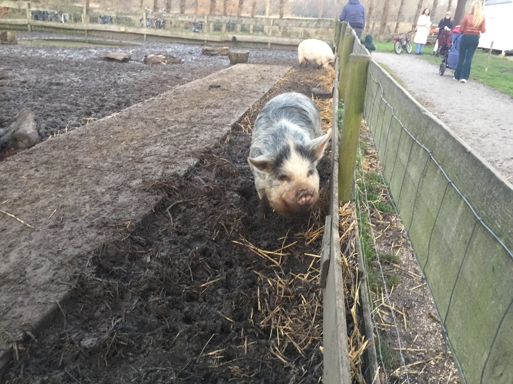 De varkens knorren van plezier