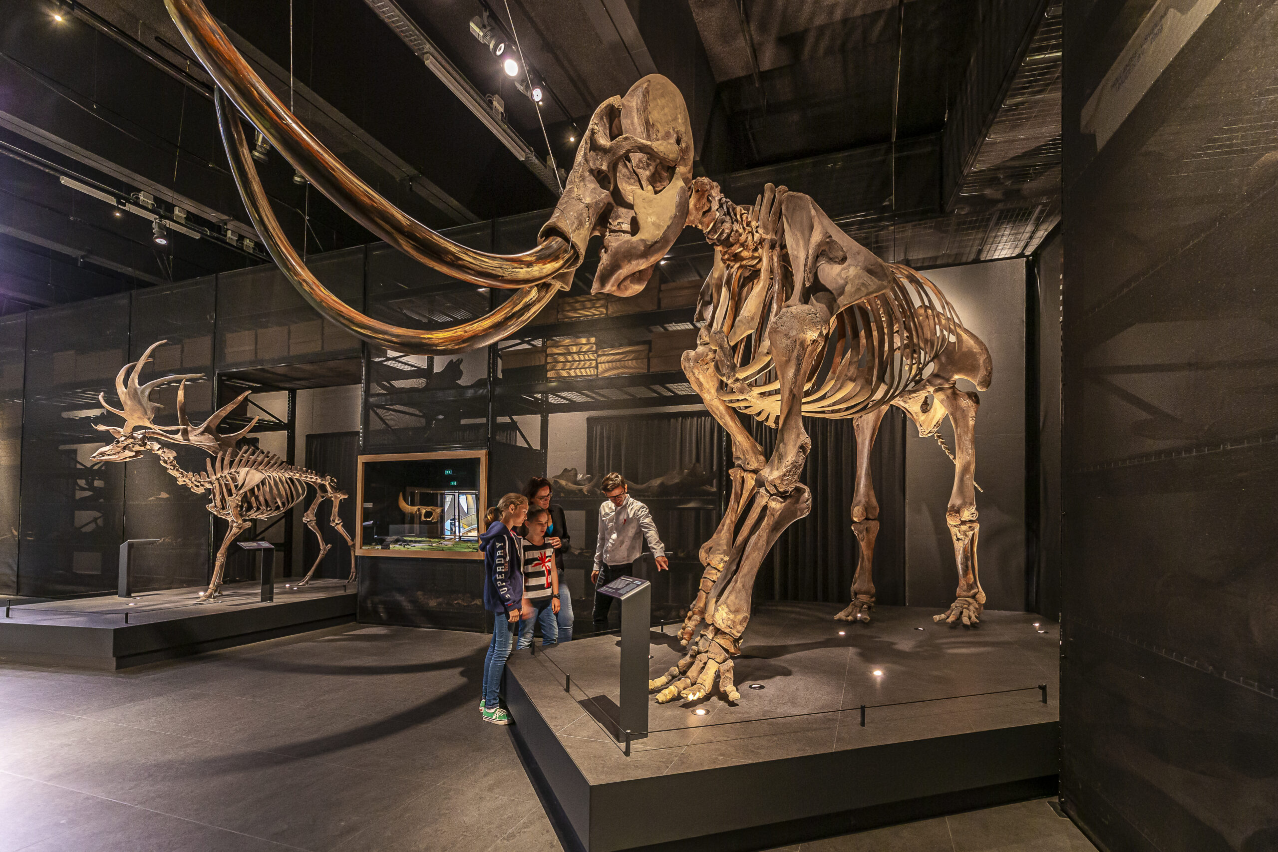 Skelet van een Mammoet. (Foto: Koen Mol).