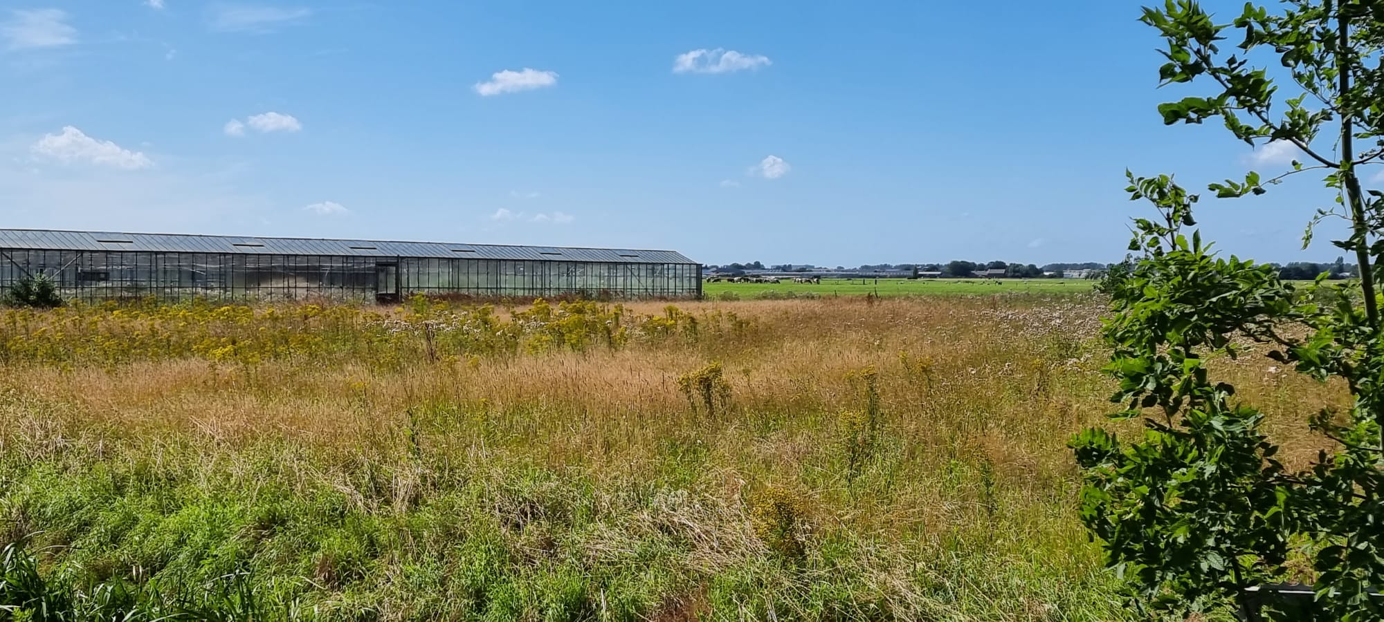 De nieuwe bebouwing komt op een open gedeelte naast de huidige kassen