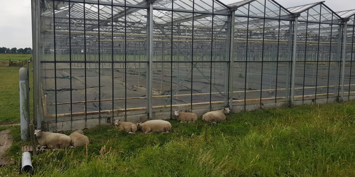 Kassen Zoeterwoude maken plaats voor huizen en natuur