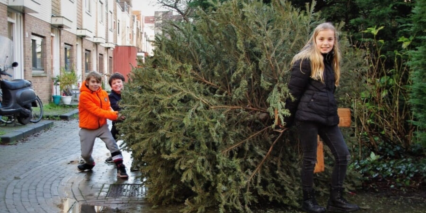 Kinderen verzamelen kerstbomen in Oegstgeest