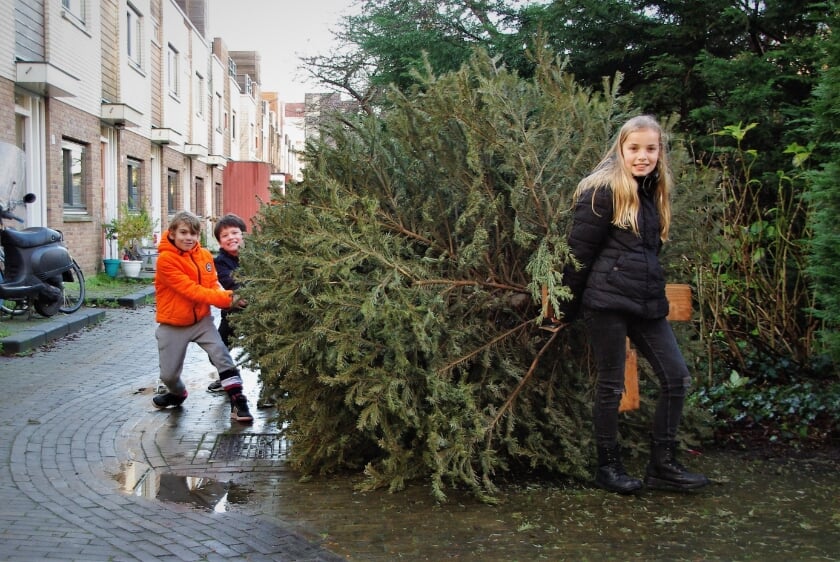 Kinderen verzamelen kerstbomen in Oegstgeest