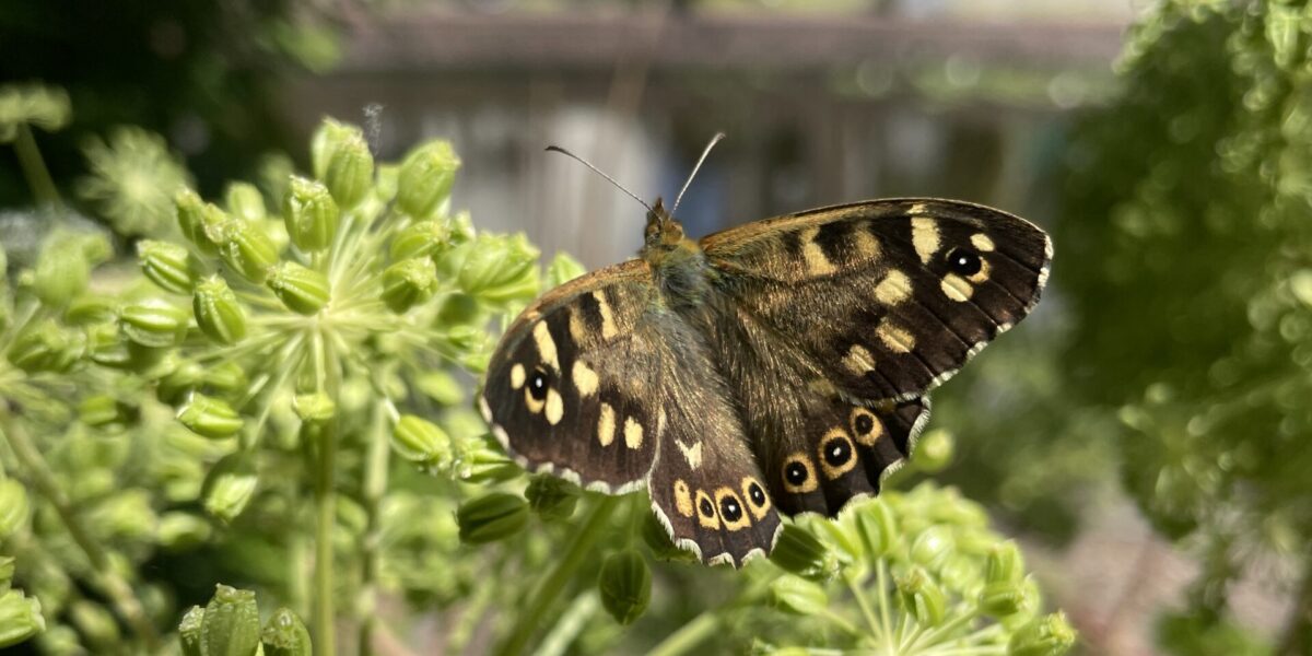 Tel dit weekend vlindertuin: Koop een vlinderstruik