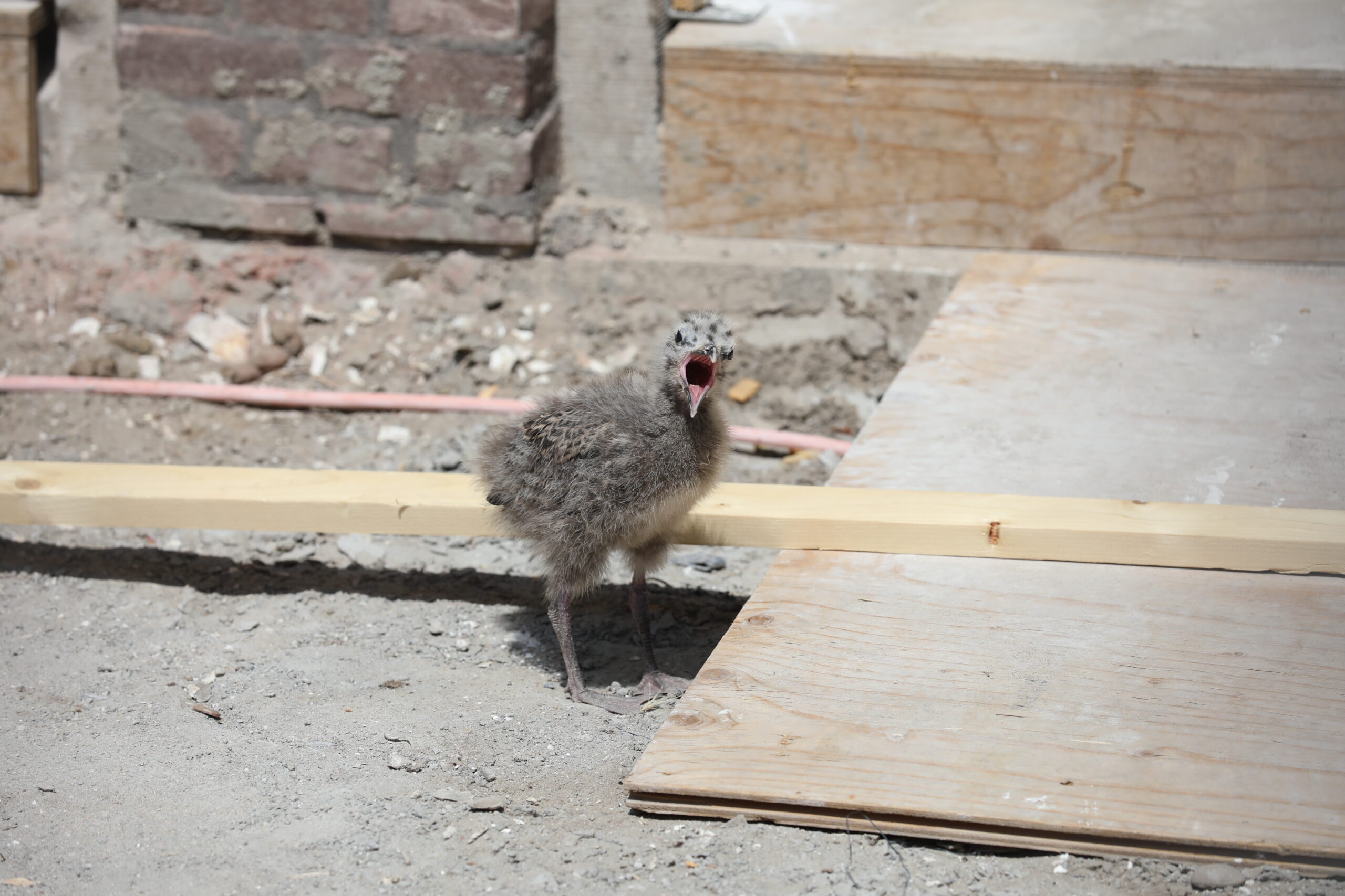 Tweede keer Lombokstraat