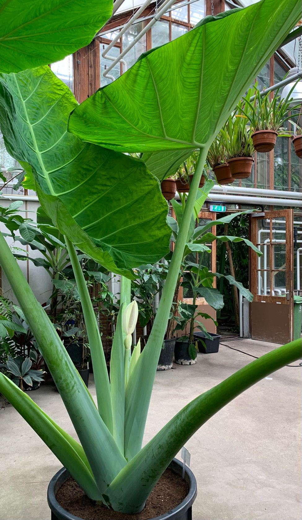 Araceae Leucocasia gigantea