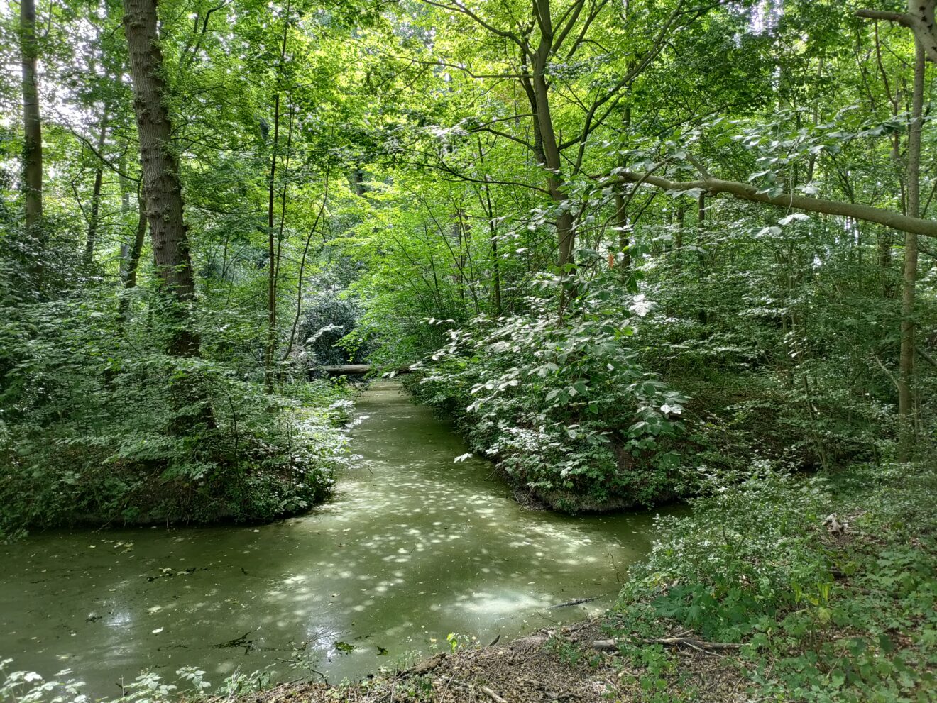 De strijd om het Bos van Bosman: recreatiegebied of bos? | Sleutelstad