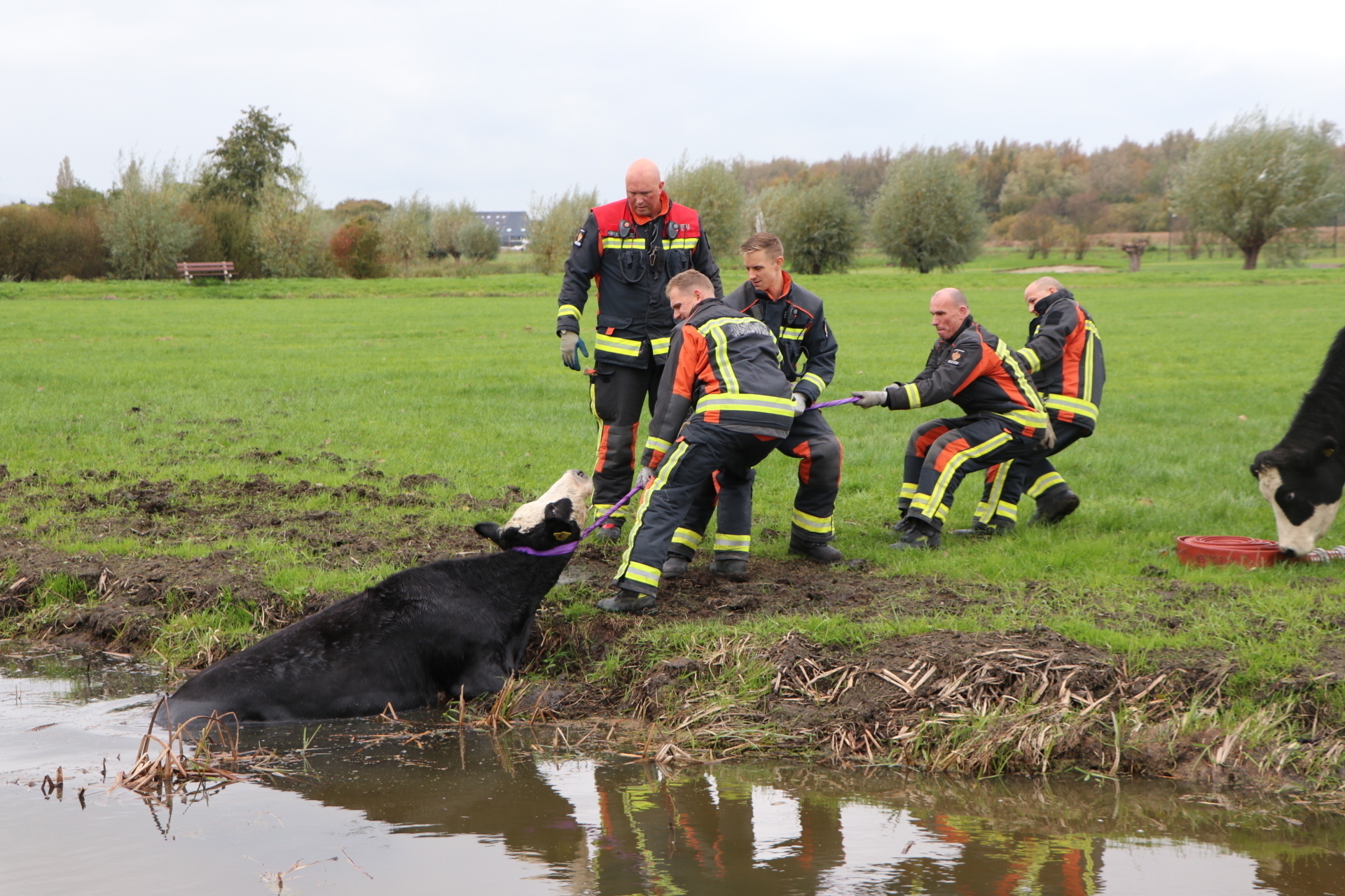 LEIDEN - Zaterdagmiddag 5 november tegen 14.45 uur was er een koe te water geraakt aan de Lobeliadal in Leiden. De brandweer heeft een touw om de nek van de koe heen gedaan en de koe uit de sloot getrokken.