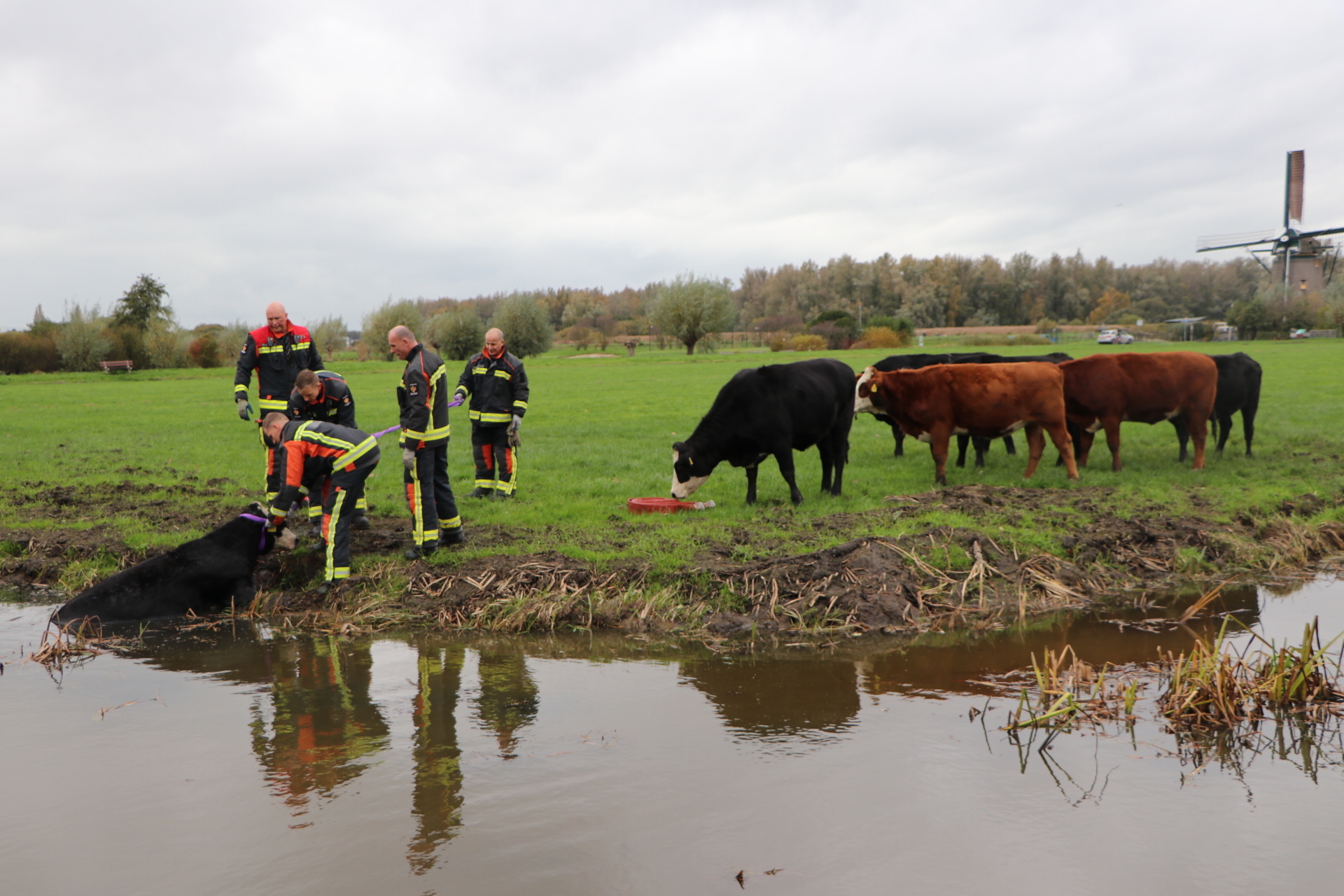 LEIDEN - Zaterdagmiddag 5 november tegen 14.45 uur was er een koe te water geraakt aan de Lobeliadal in Leiden. De brandweer heeft een touw om de nek van de koe heen gedaan en de koe uit de sloot getrokken.