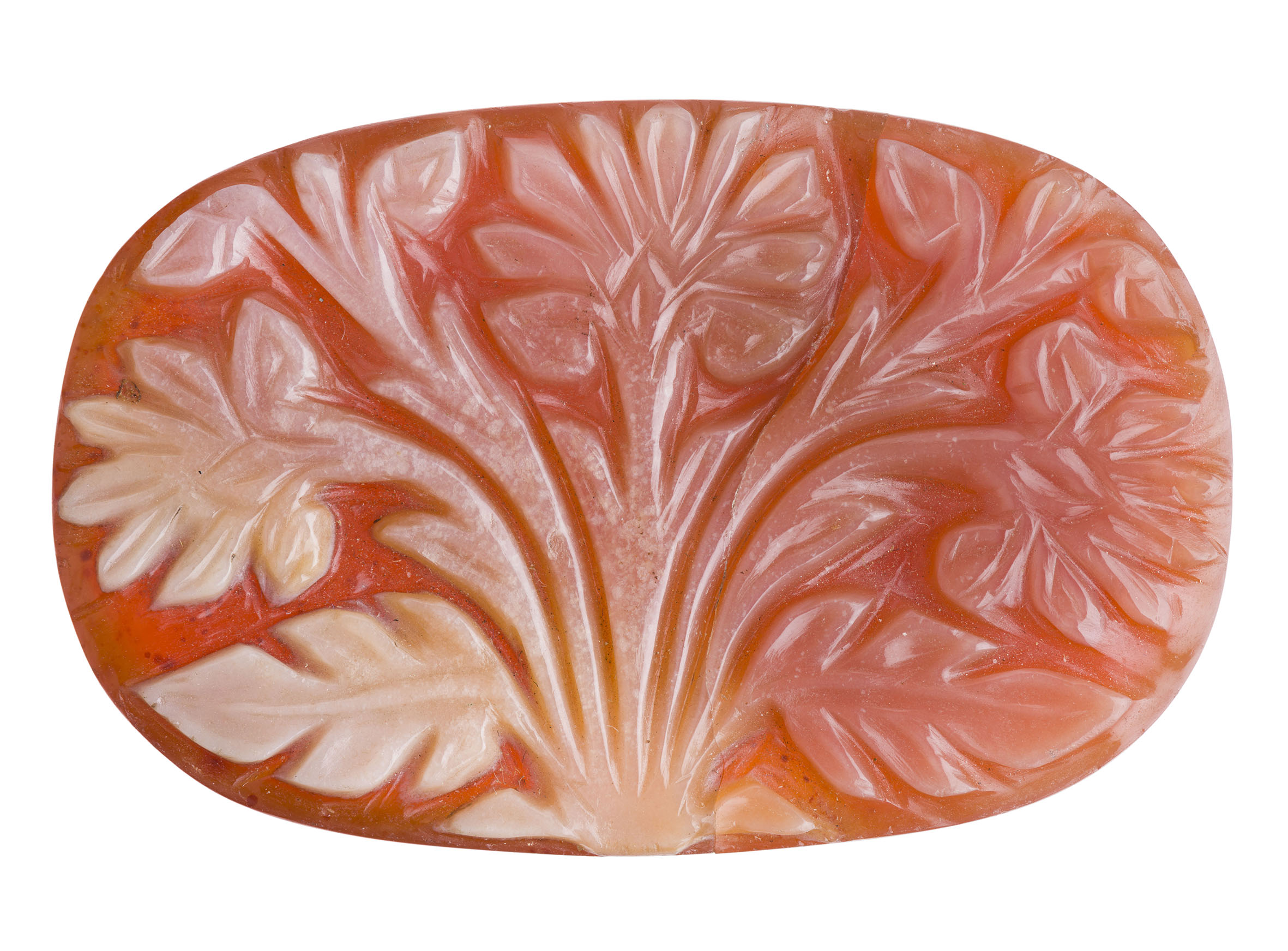 Indiase ashoka boom.