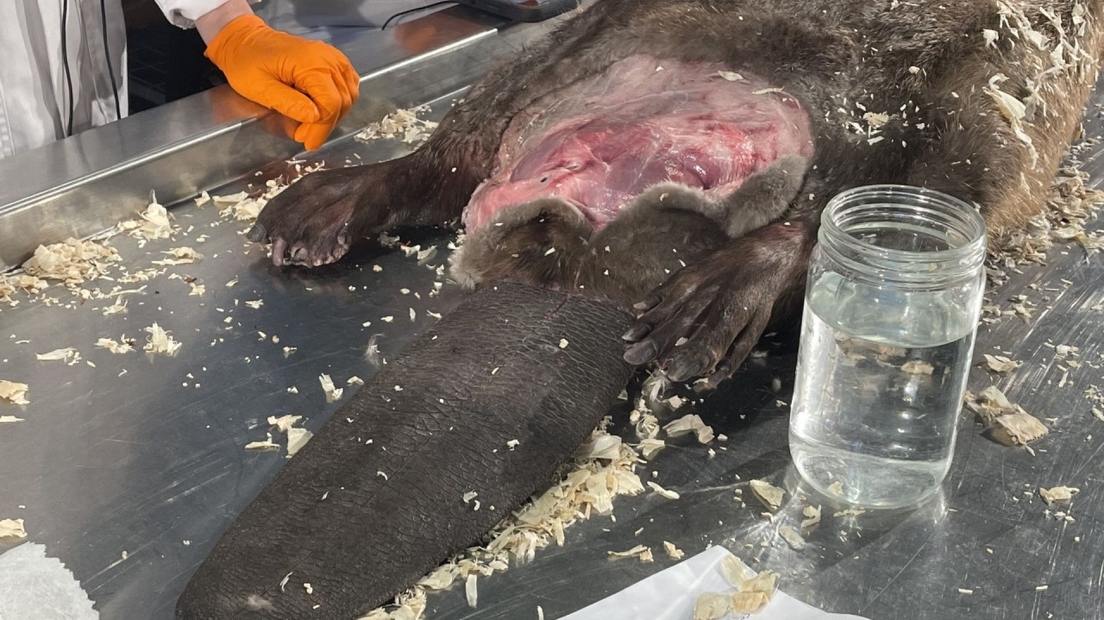 Het prepareren begint aan de onderbuik