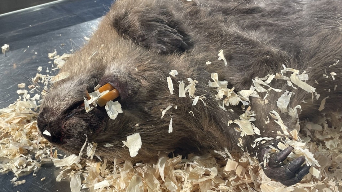 De kop, tanden en voorpoten van de bever