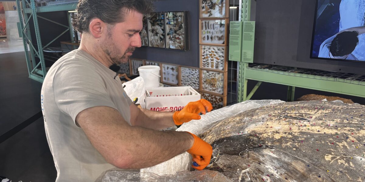 Opzetten enorme maanvis Naturalis bijna klaar: ‘Het is fascinerend’