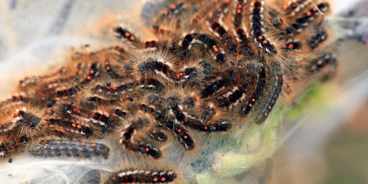 Bastaardsatijnrups veroorzaakt jeuk, bultjes en blaasjes