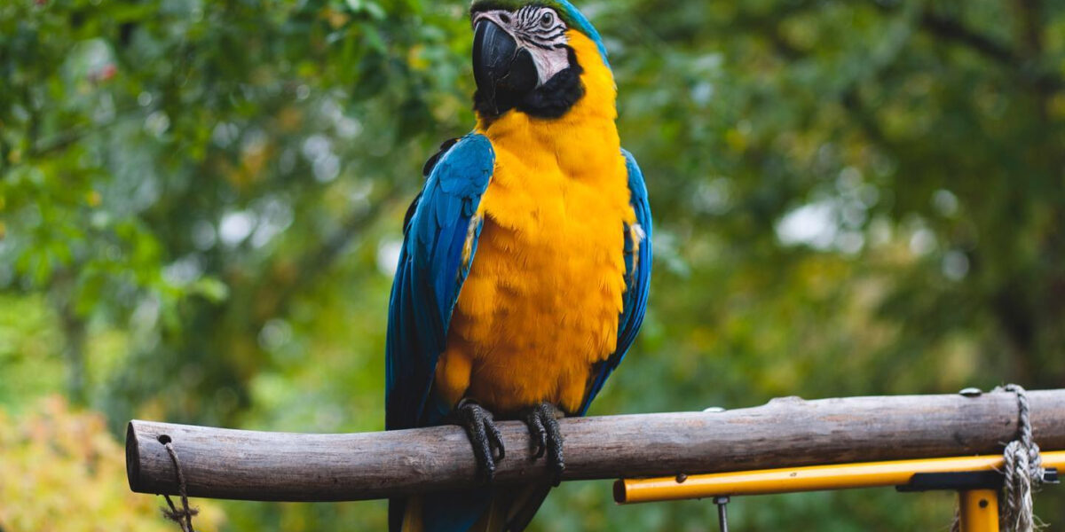 Zingende papegaaien gezocht voor Leids onderzoek