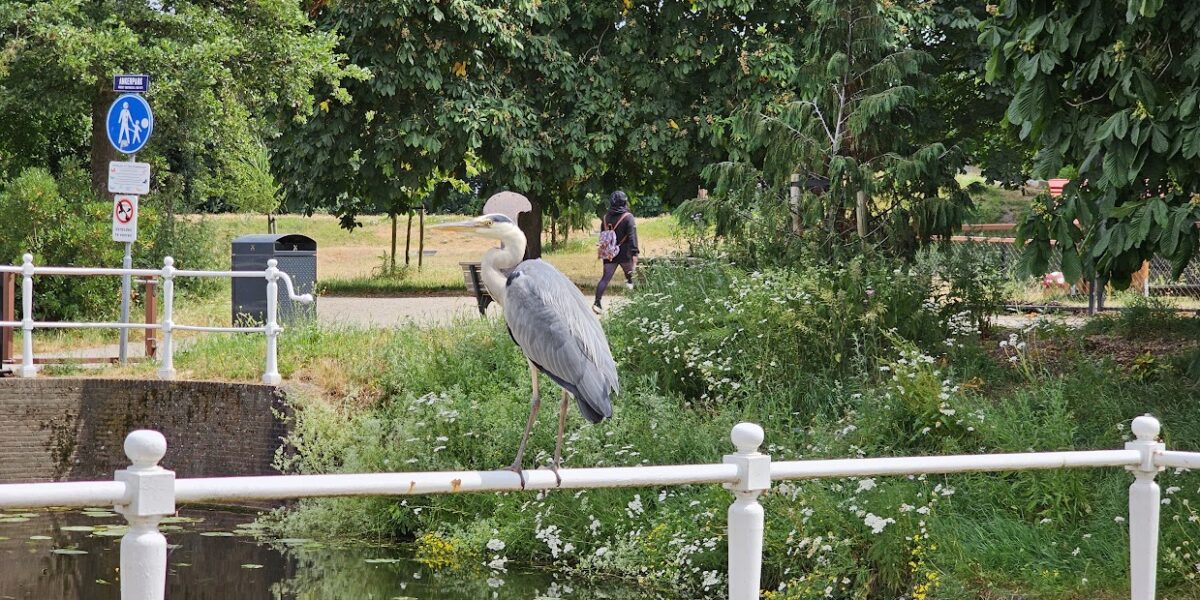 ‘Leiden moet meest diervriendelijke gemeente van Nederland worden’