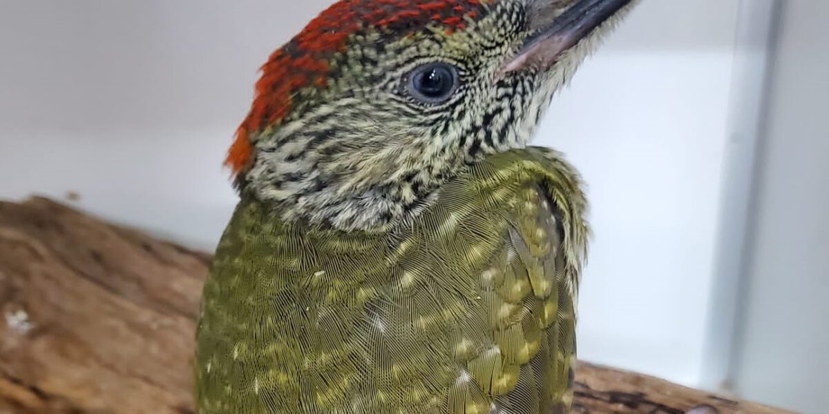 Ook structureel geld van Leiderdorp voor Dierenambulance