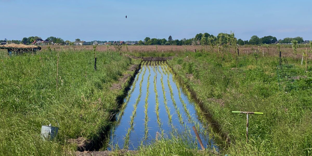 Experiment met risottorijst in weilanden Oud Ade