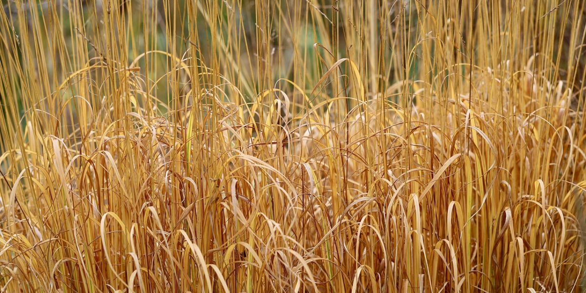 Waterschap: droogte extreem maar geen beregeningsverbod