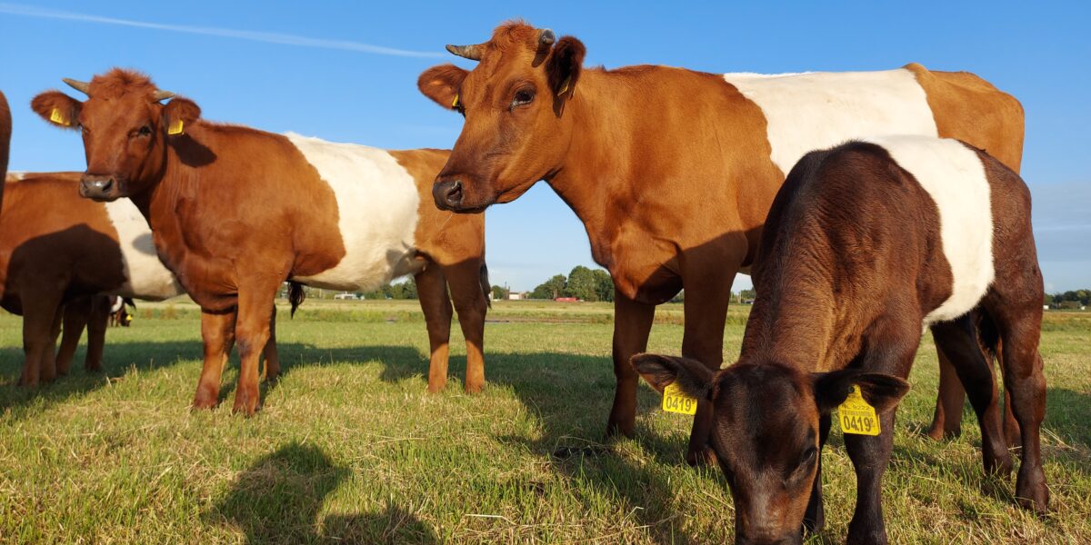 Open Boerderijdagen in Zoeterwoude