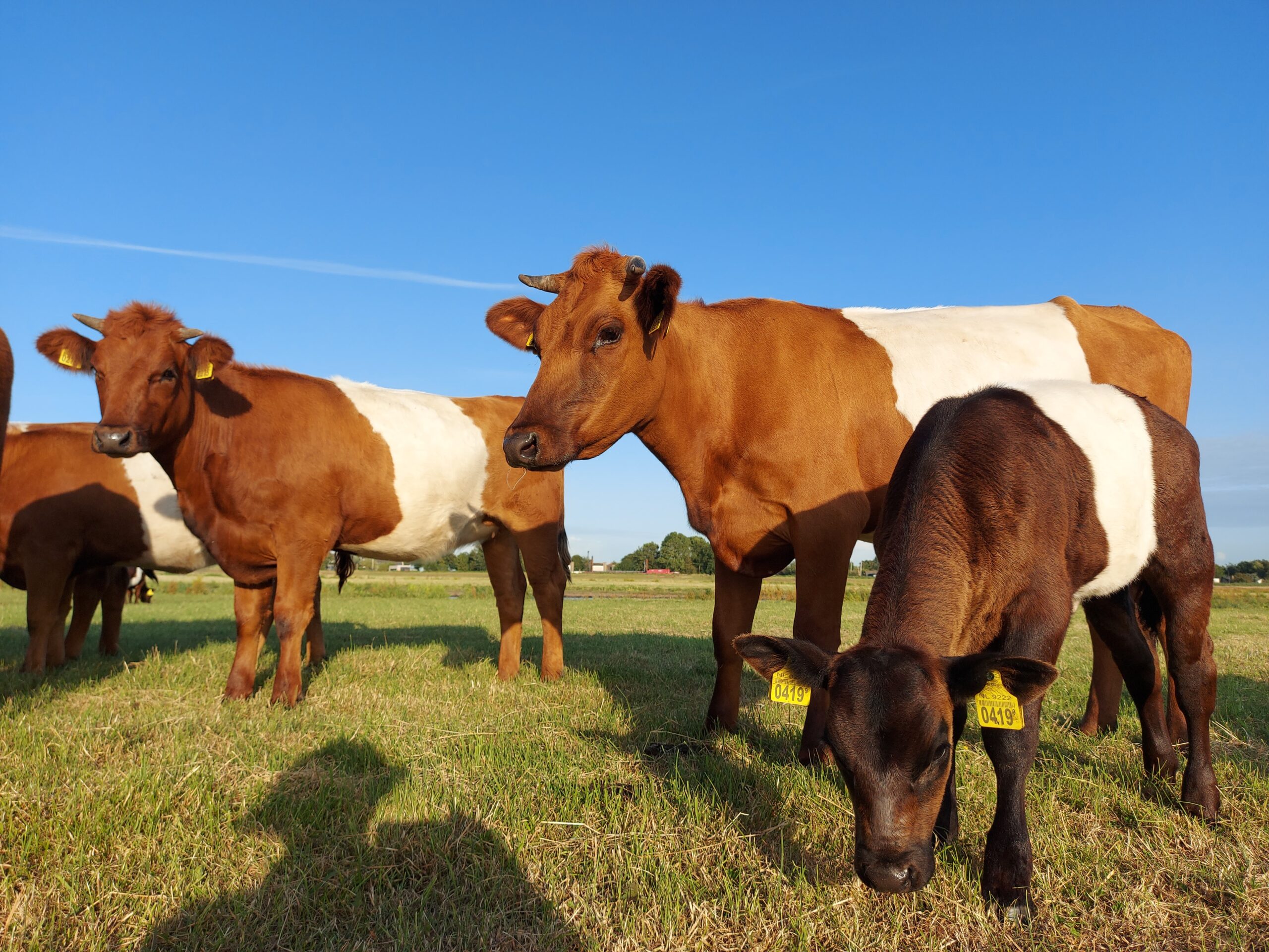 Lakenvelders bij Boerderij Boterhuispolder