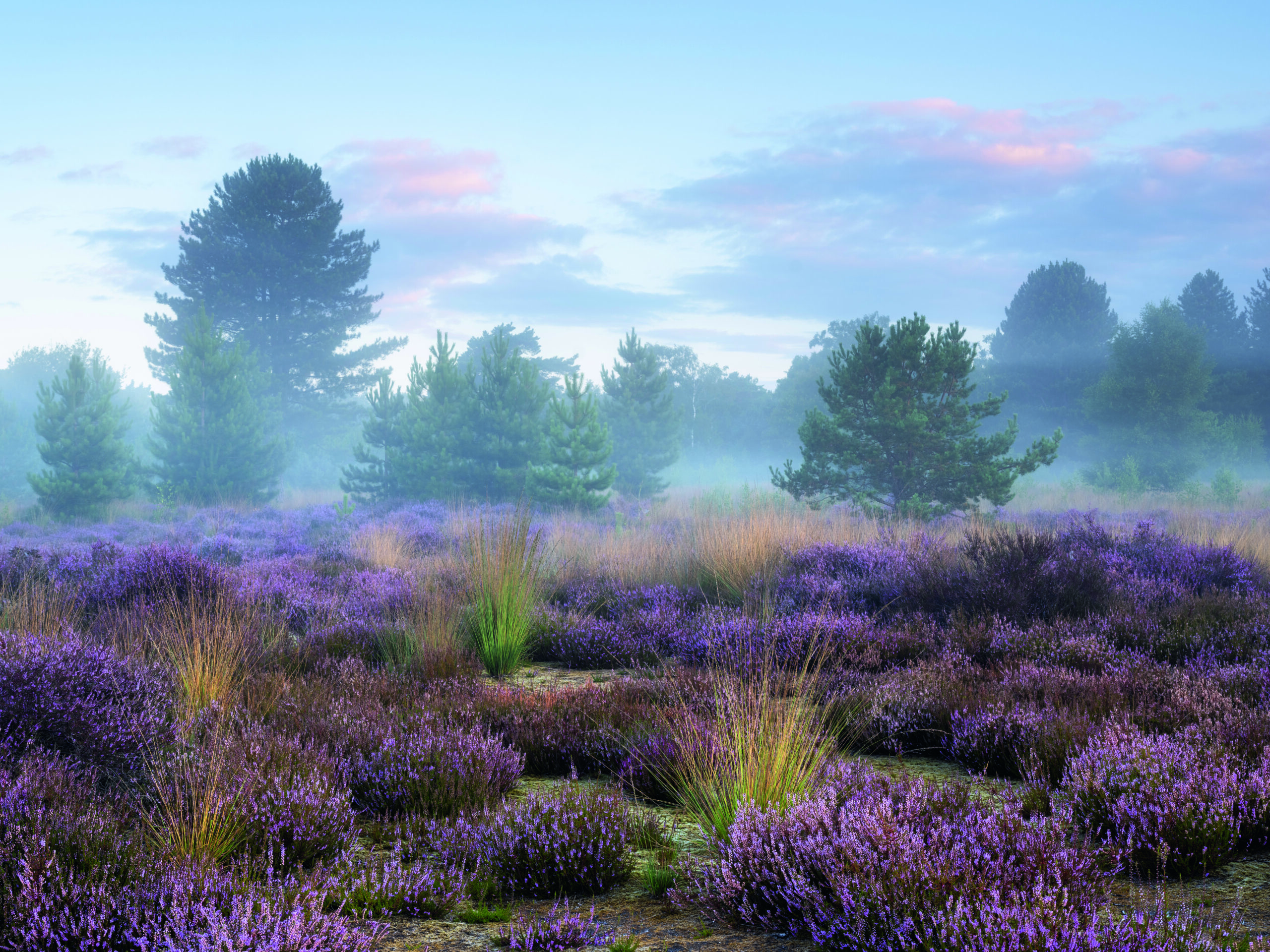 Heide (photo : Bob Luijks, Buiten-beeld)