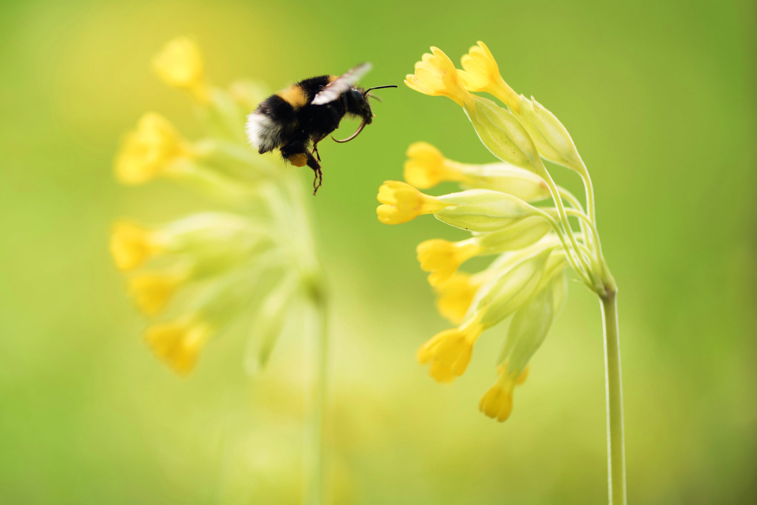 Un bourdon terrestre plane devant des fleurs de primevère dorées (photo : Paul van Hoof - Hors cadre)