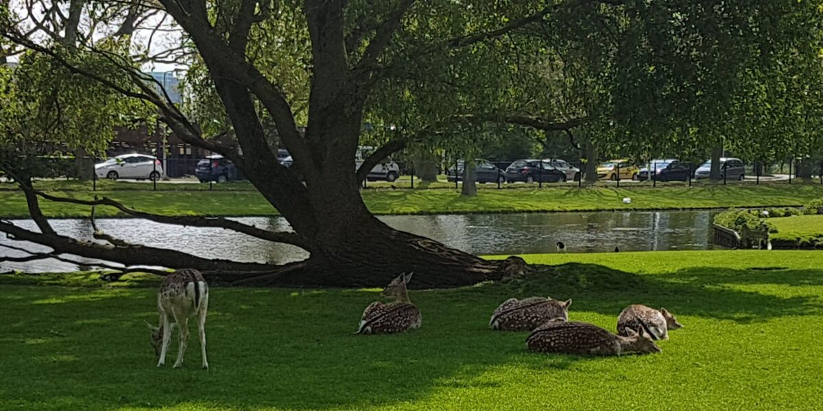 Leidse Hout verwacht dit voorjaar gewoon hertenkalfjes