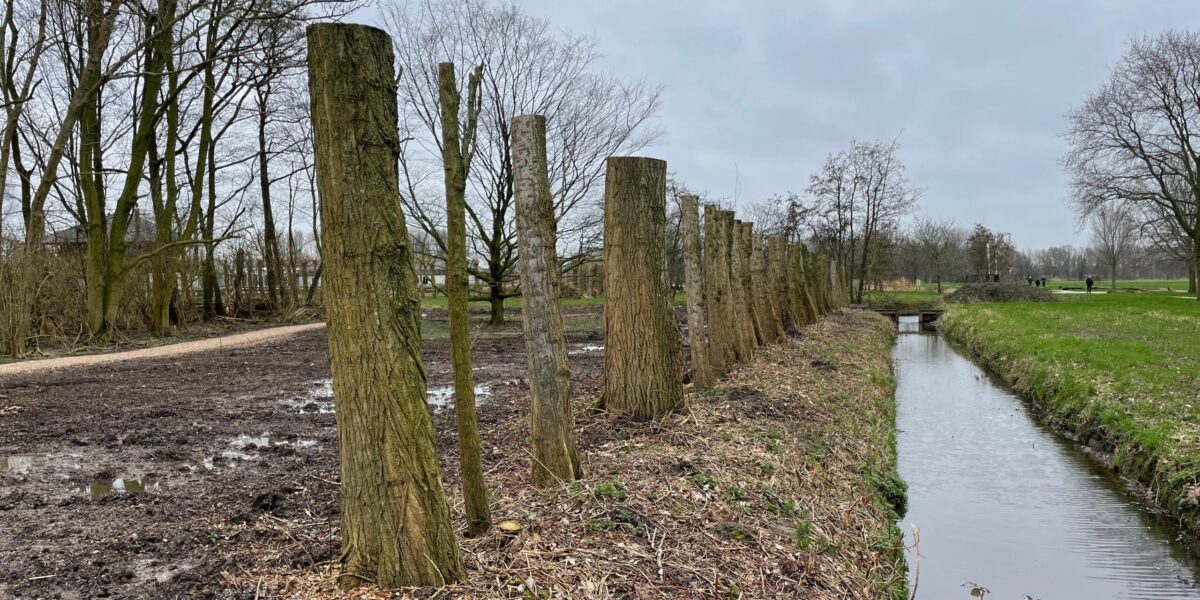 Cutting down trees gives more space for nature in Cronesteyn polder park