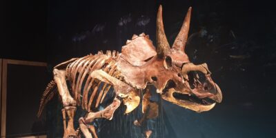 Triceratops in Naturalis