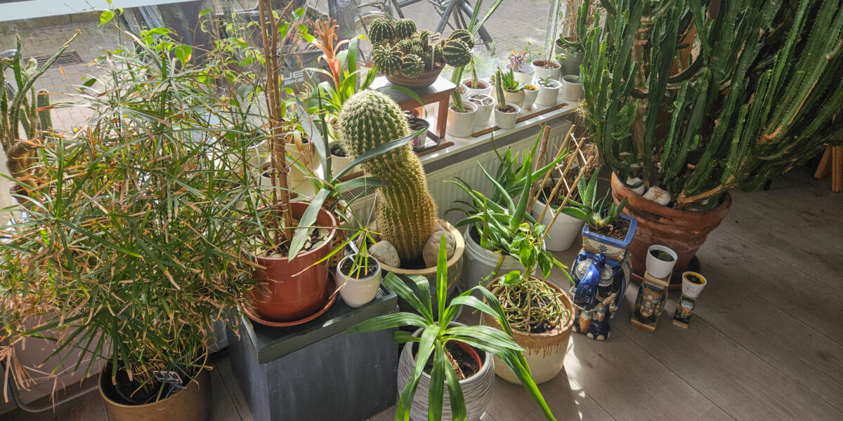 Plantenasiel zoekt nieuwe plek