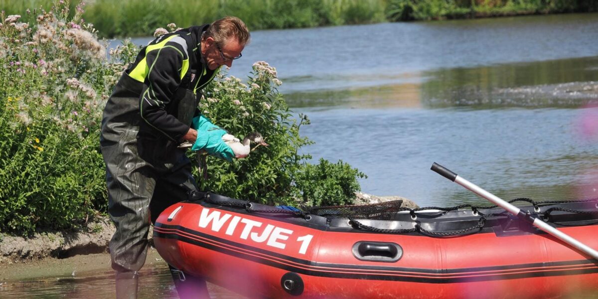 Waarschuwing voor botulisme in Zoeterwoude
