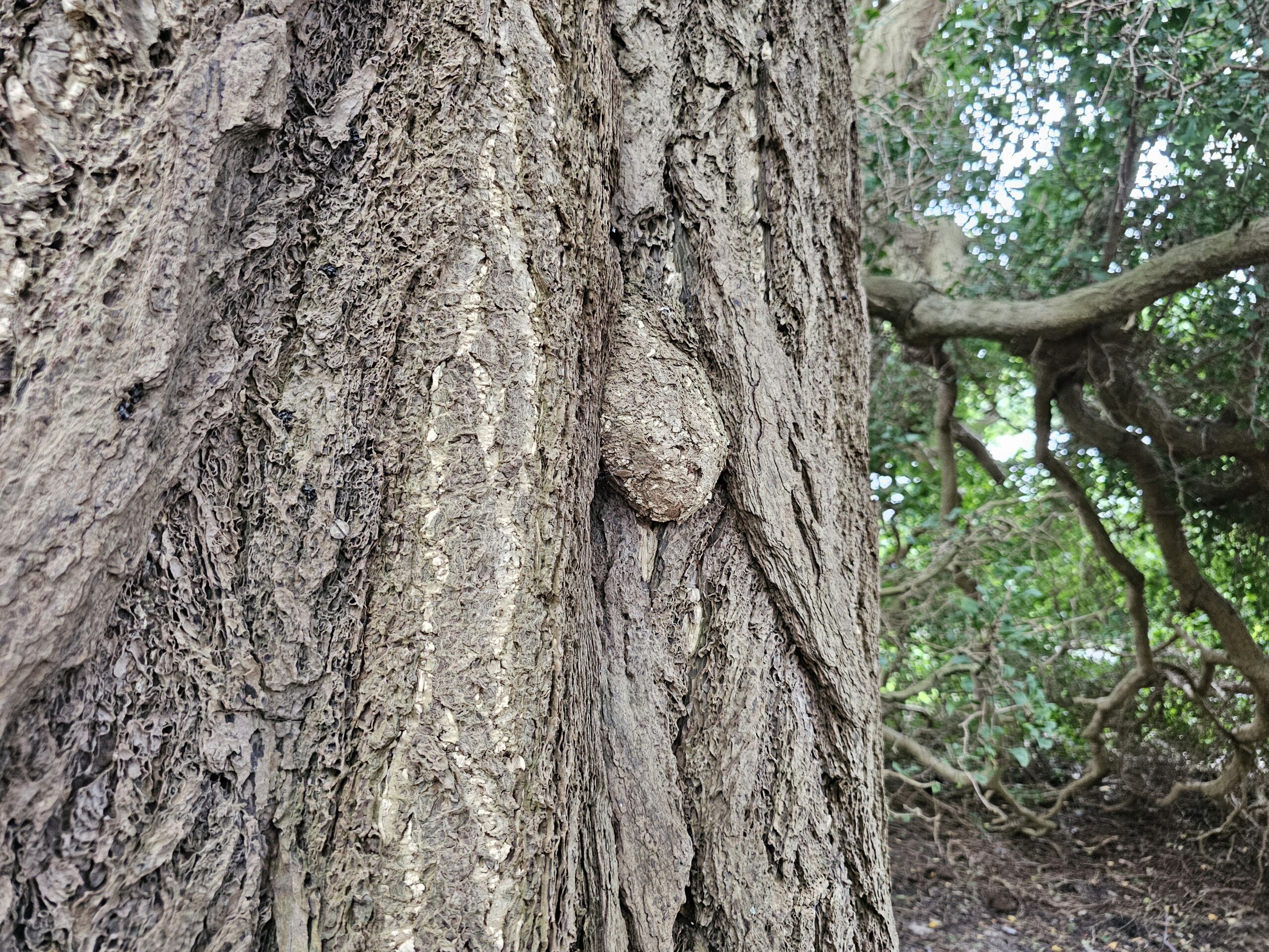 De Ginkgo biloba (Foto: Chris de Waard)