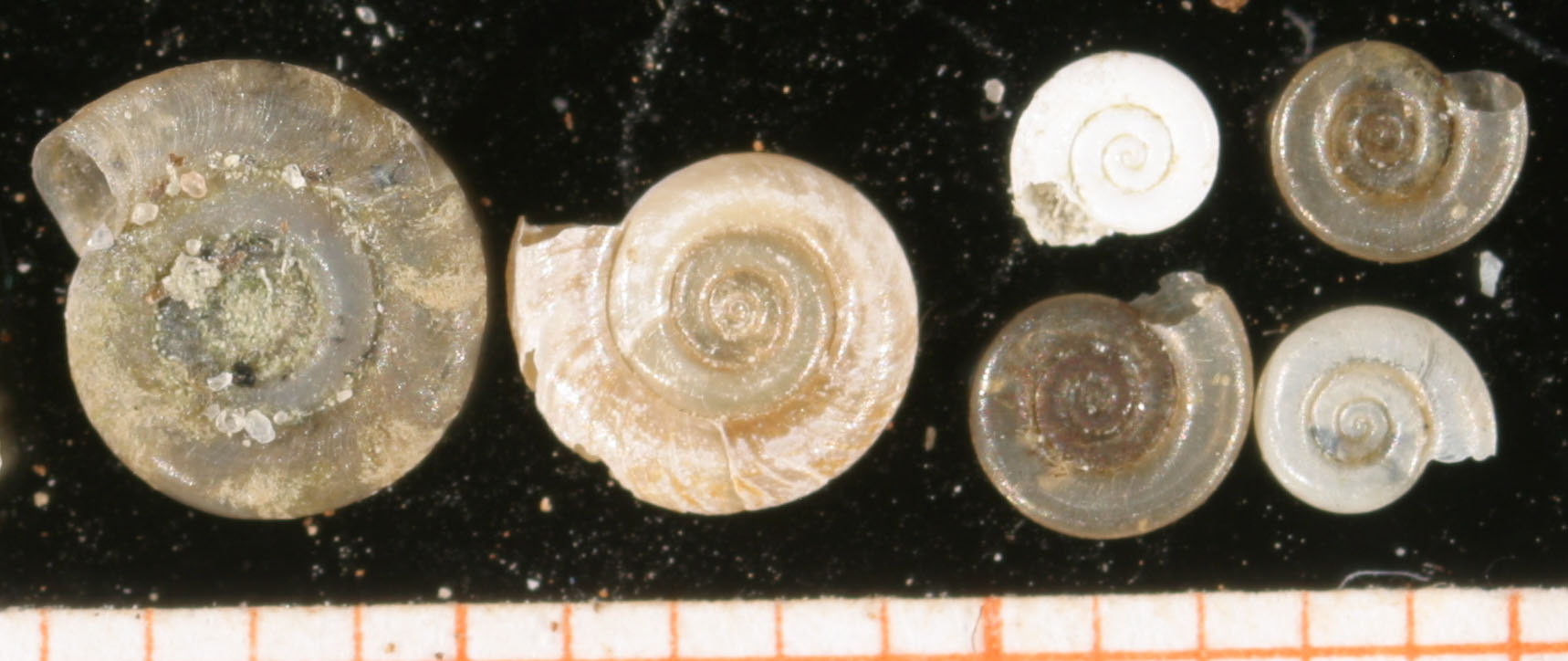 De platte schijfhoren. (Wikipedia Commons/Francisco Welter-Schultes)