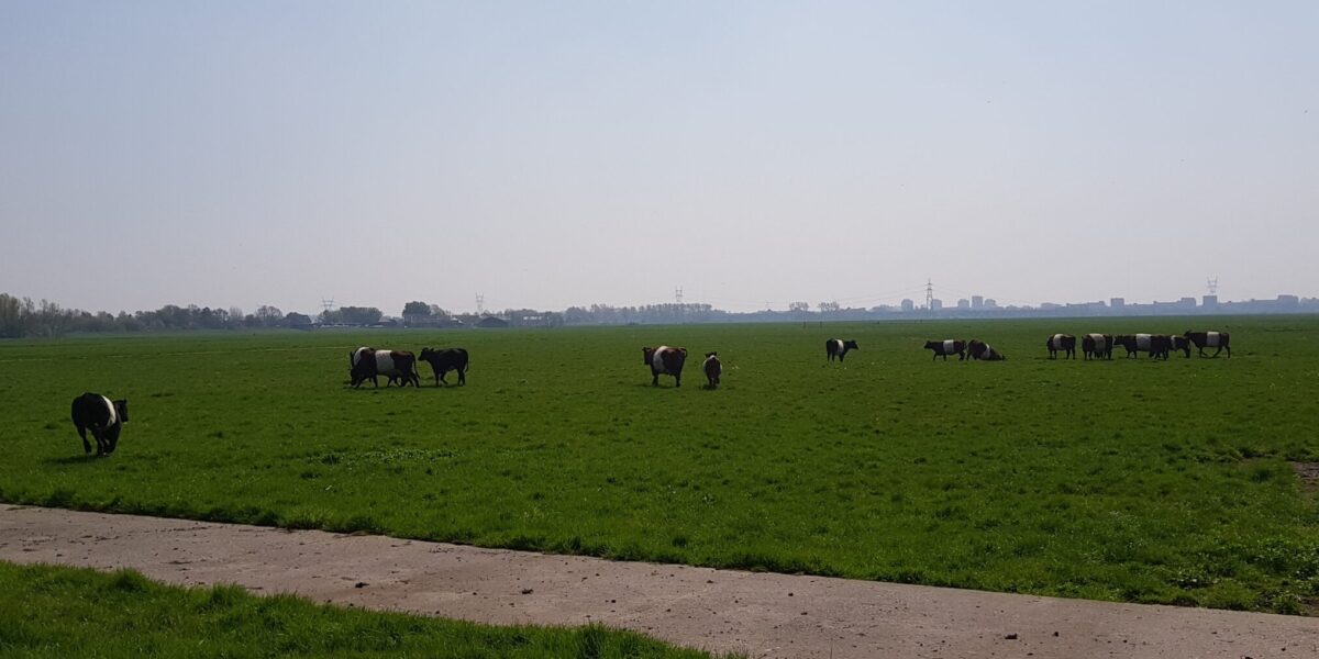 Petitie voor behoud Blaarkoppen en Lakenvelders