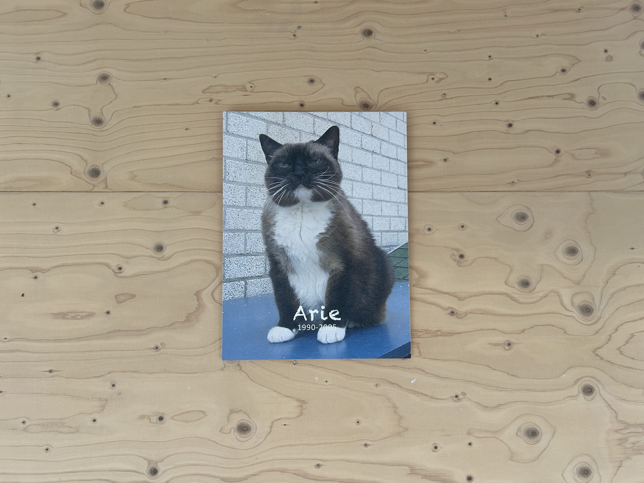 Asielkat Arie en verbleef trouw in Dierentehuis Stevenshof van 1990 tot 2005 