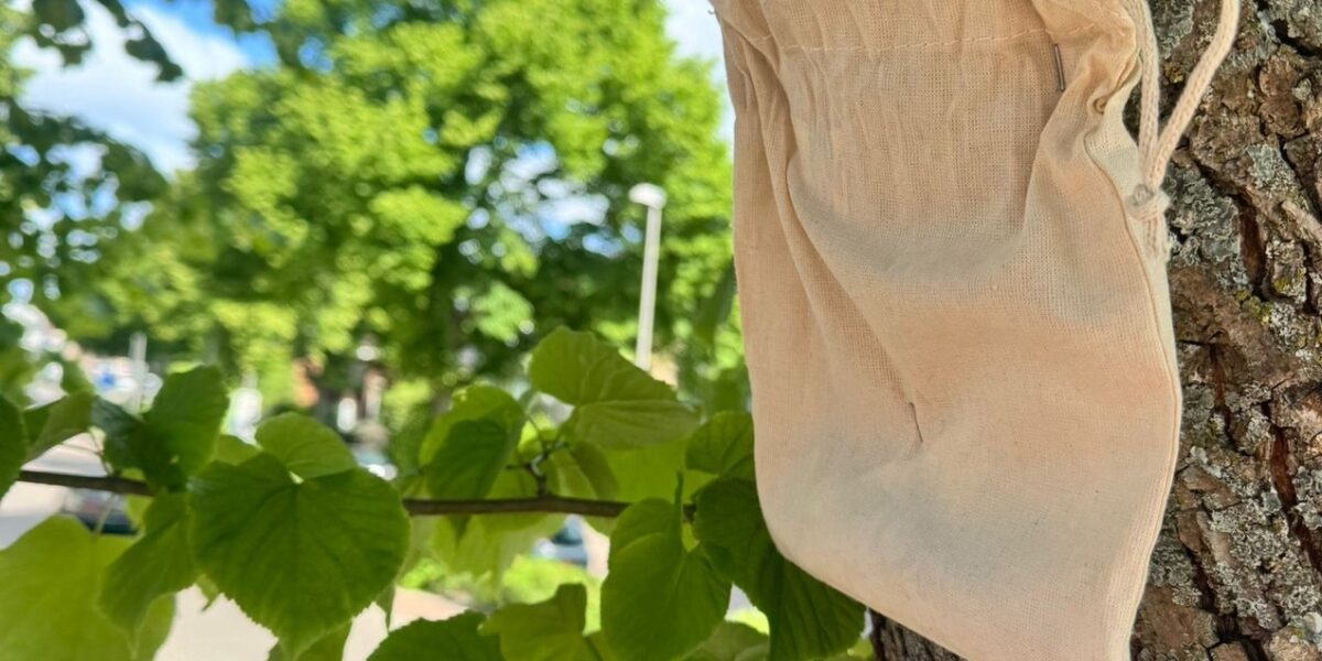 Leiderdorp zet lieveheersbeestjes in strijd tegen bladluis