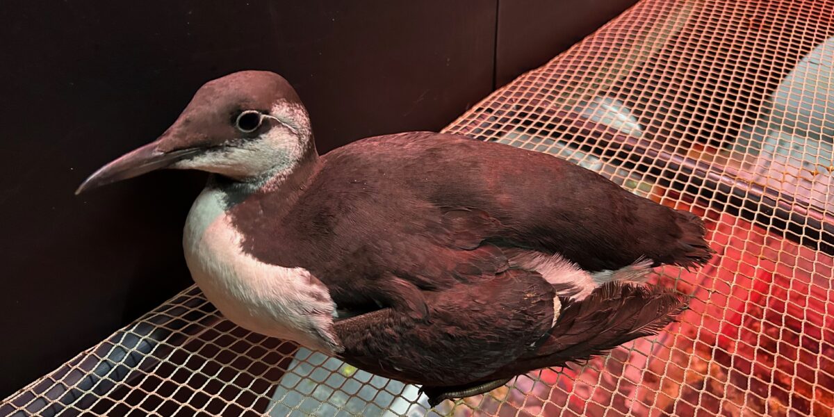 Leiderdorpse opvang vangt zeevogels met olie op