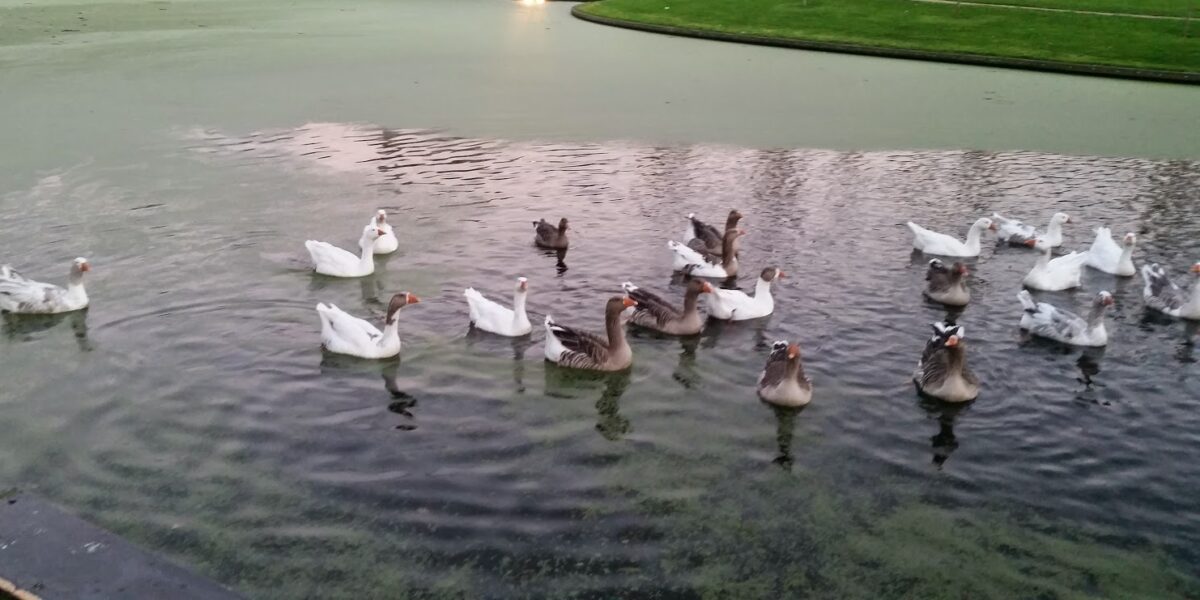 Ganzen in Leiden besmet met vogelgriep