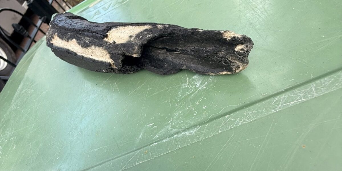 Kolkenzuiger vist bot uit Wassenaars riool