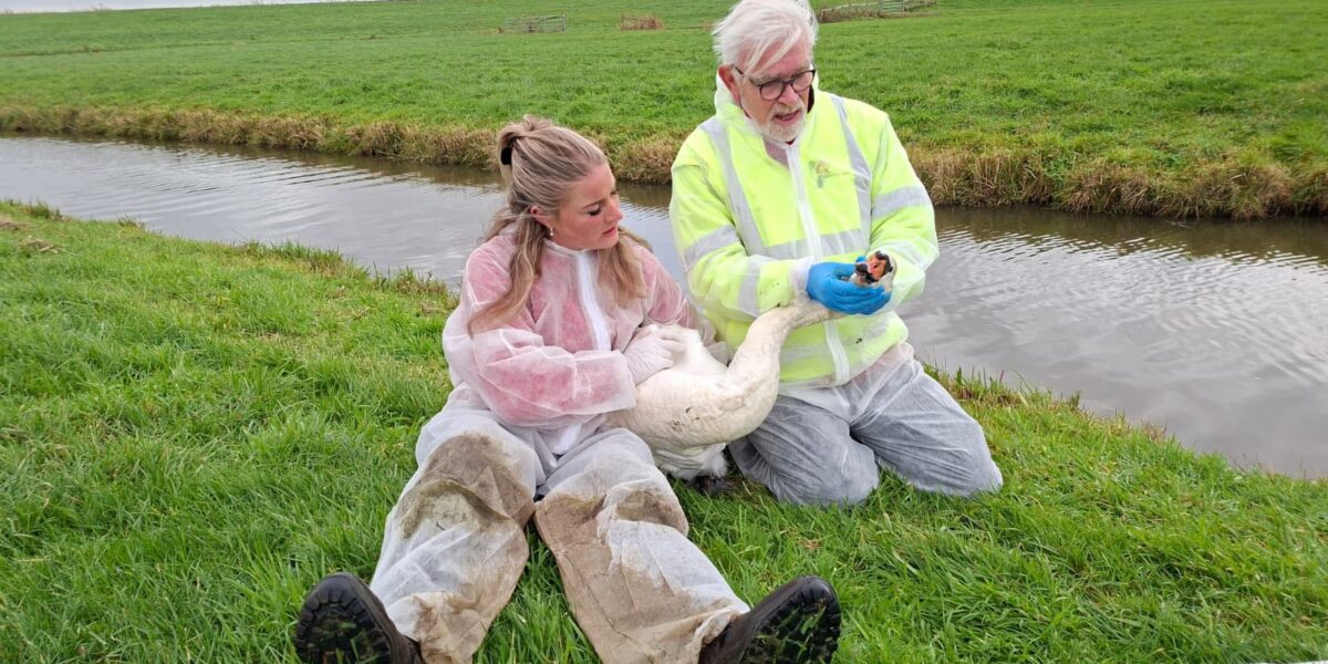 Vogelgriep besmettingen rondom weilanden Leidschendam