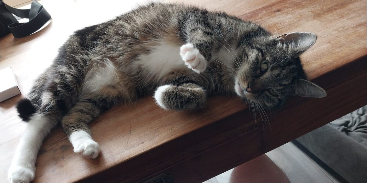 Kat Coco overlijdt na zware mishandeling, eigenaren en politie op zoek naar dader(s)