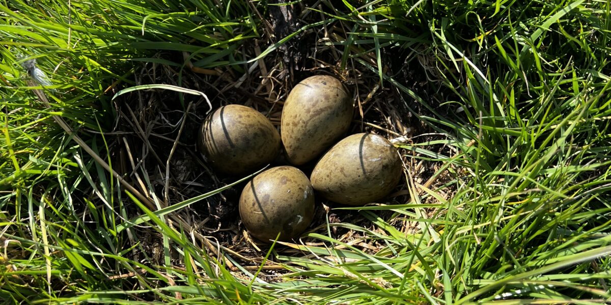 Weidevogelbeschermers gezocht in Zoeterwoude